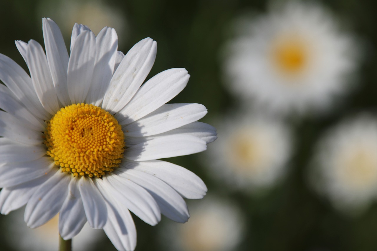 wildflowers  the delicacy  camomile free photo