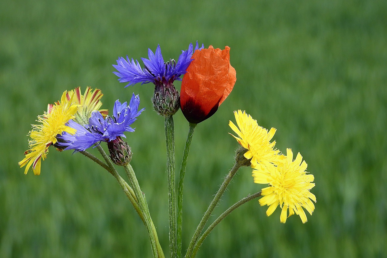 wildflowers  bouquet  colorful free photo