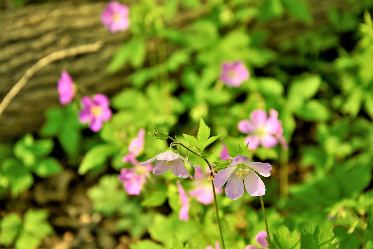 wildflowers  blossom  bloom free photo