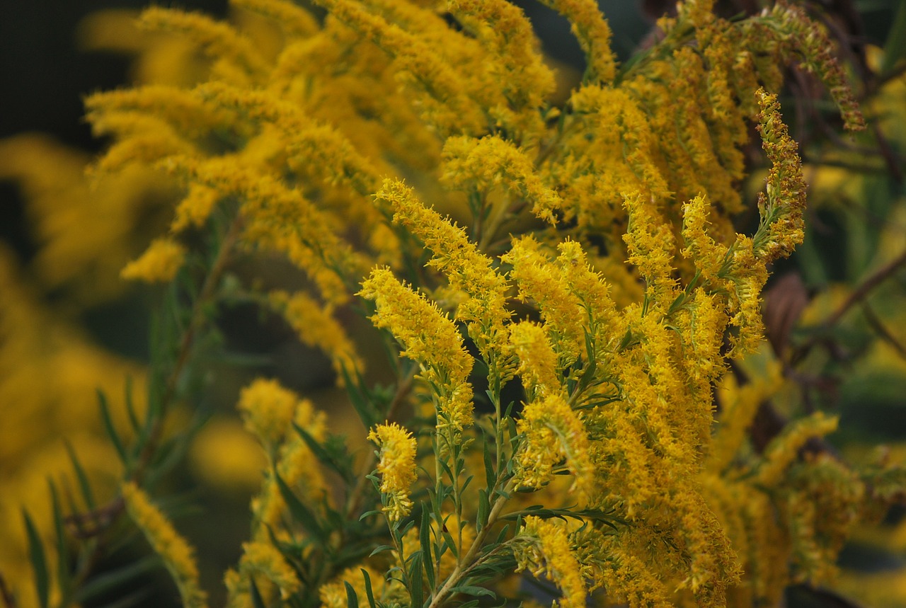 wildflowers yellow weeds free photo