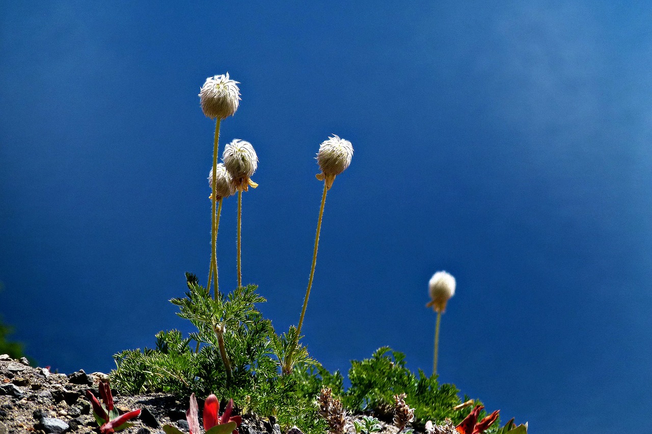 wildflowers blue water free photo