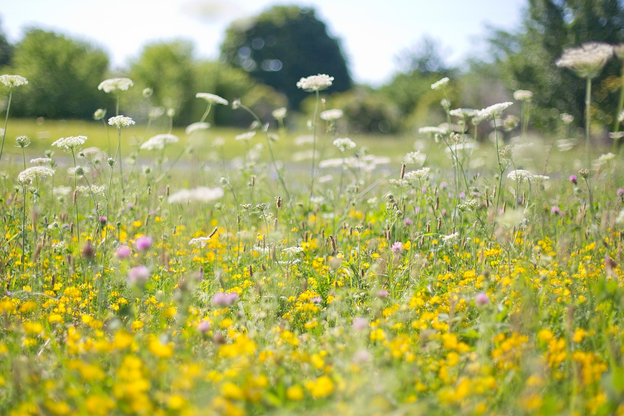 wildflowers yellow flower field free photo