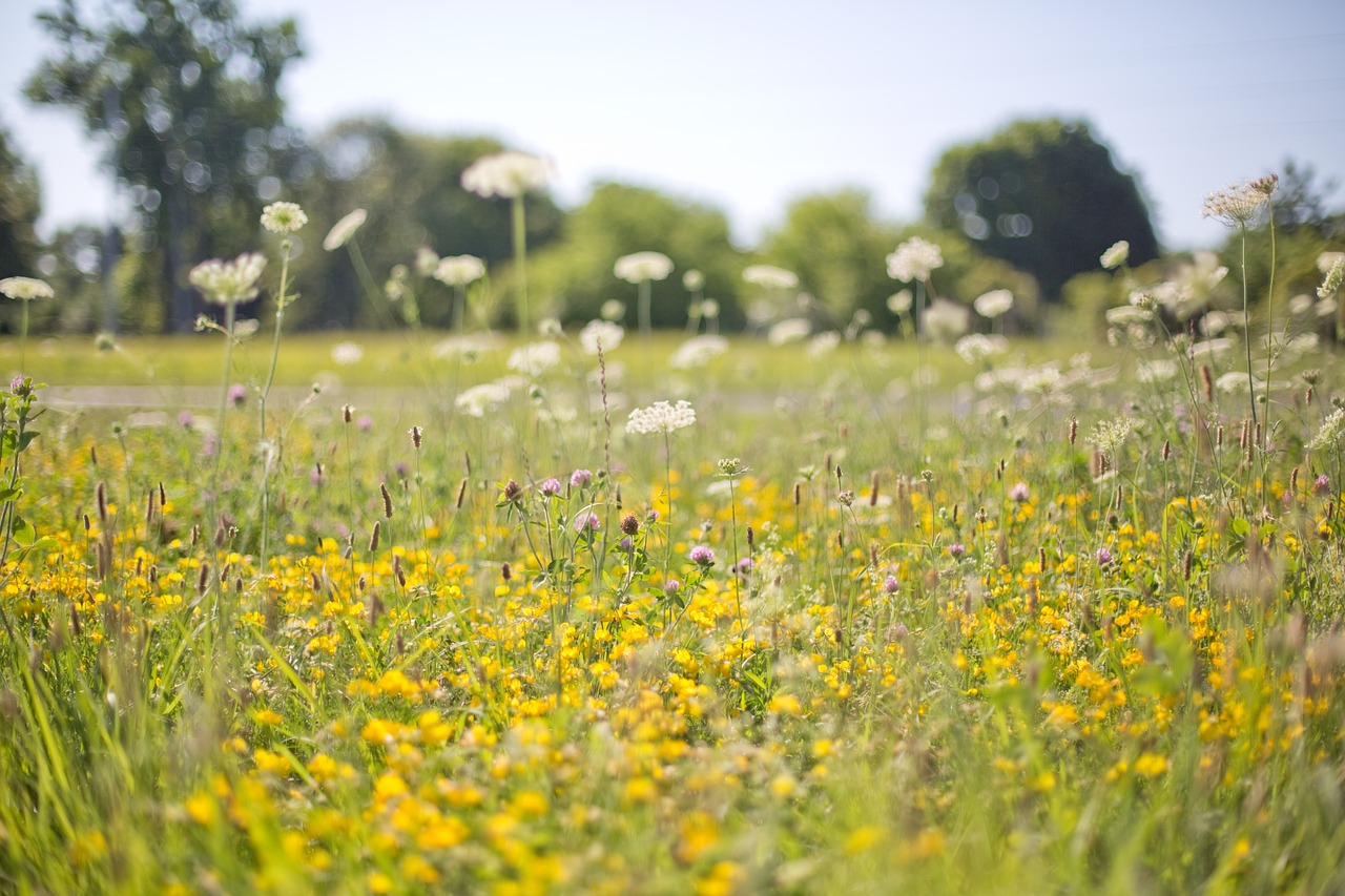 wildflowers yellow field free photo