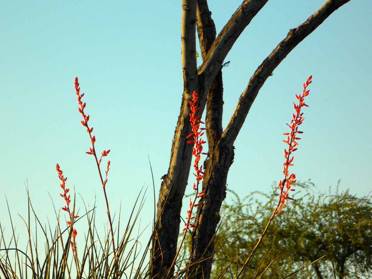 wildflowers blue sky free photo