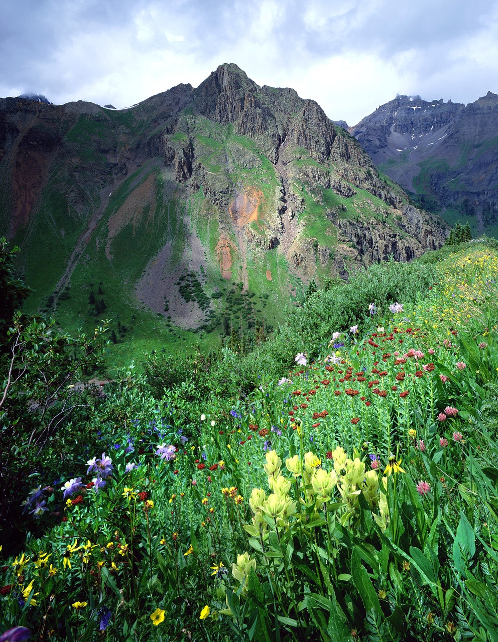 wildflowers colorado blooming free photo