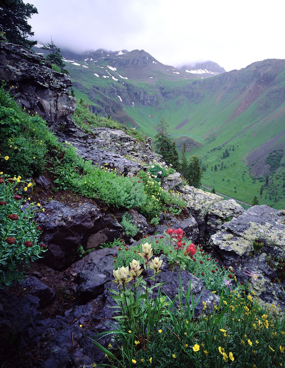 wildflowers mountains landscape free photo