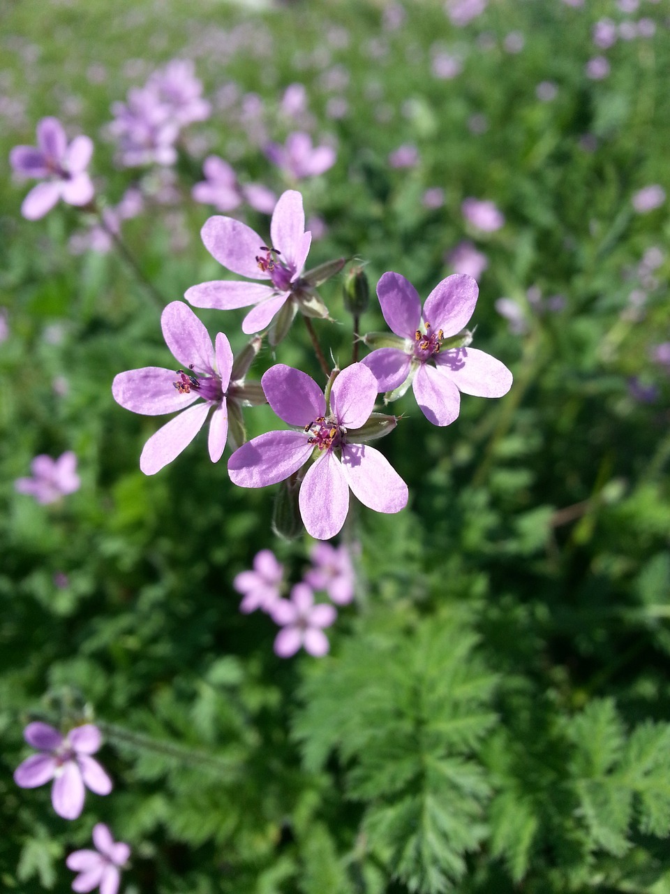 wildflowers purple green free photo