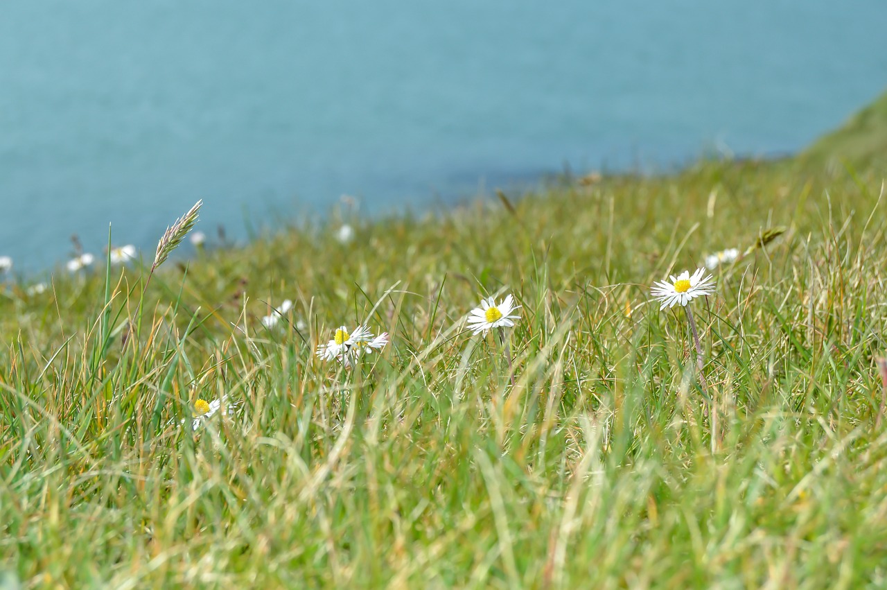 wildflowers water nature free photo