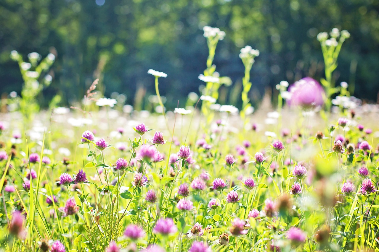 wildflowers meadow tall grass free photo