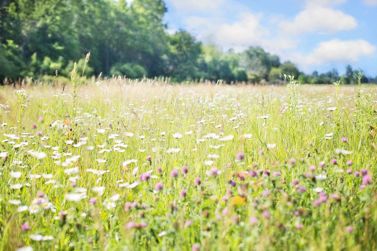 wildflowers meadow tall grass free photo