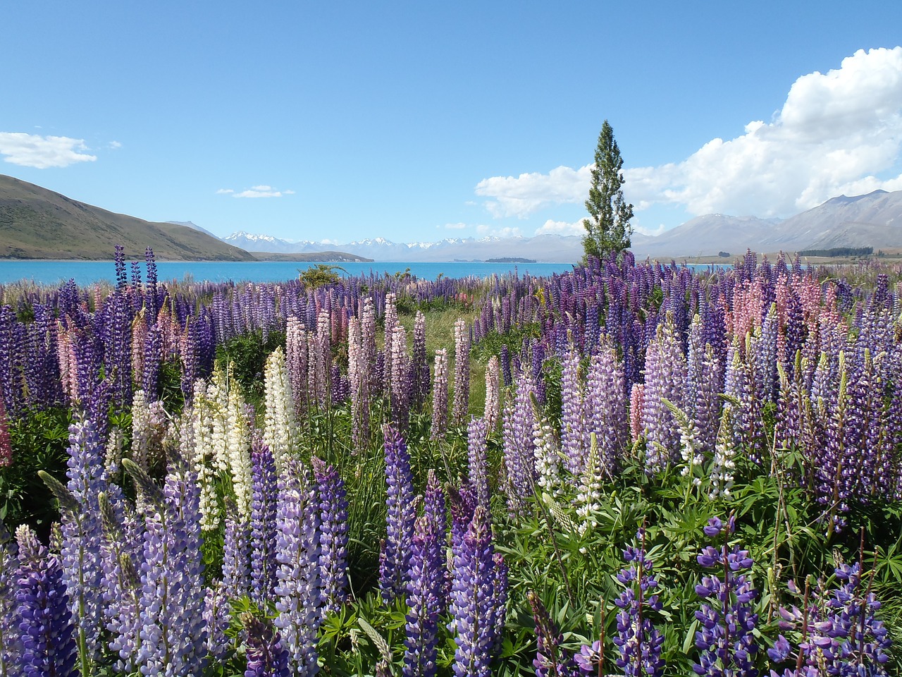 wildflowers vegetation violet free photo