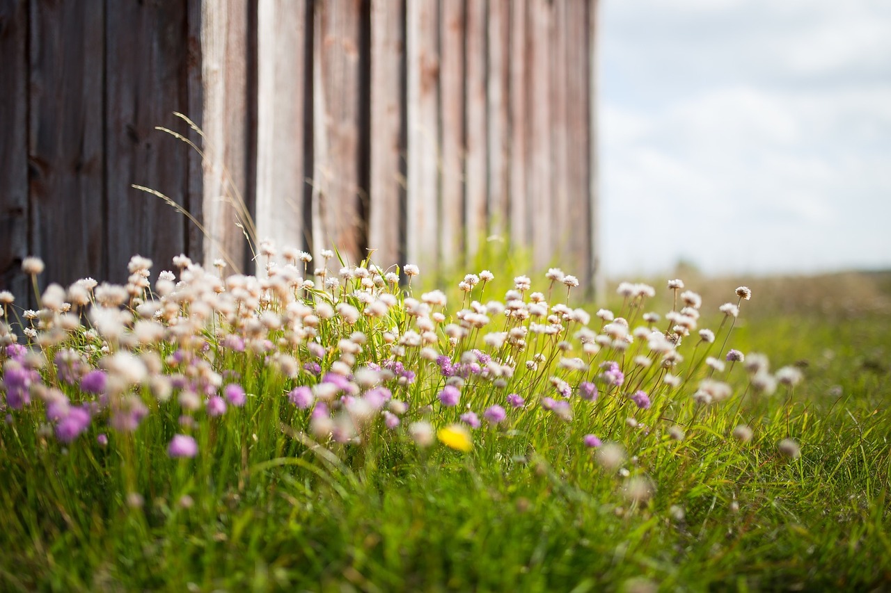 wildflowers barn meadow free photo