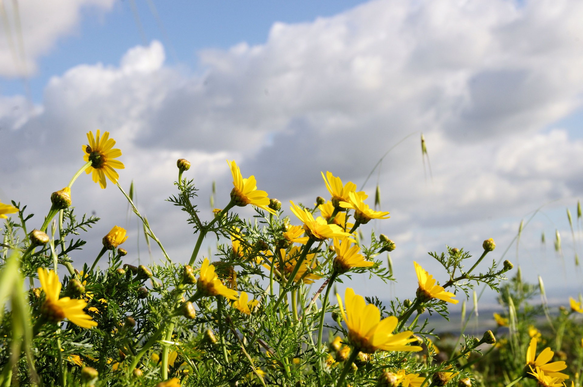 wildflowers against grey free photo