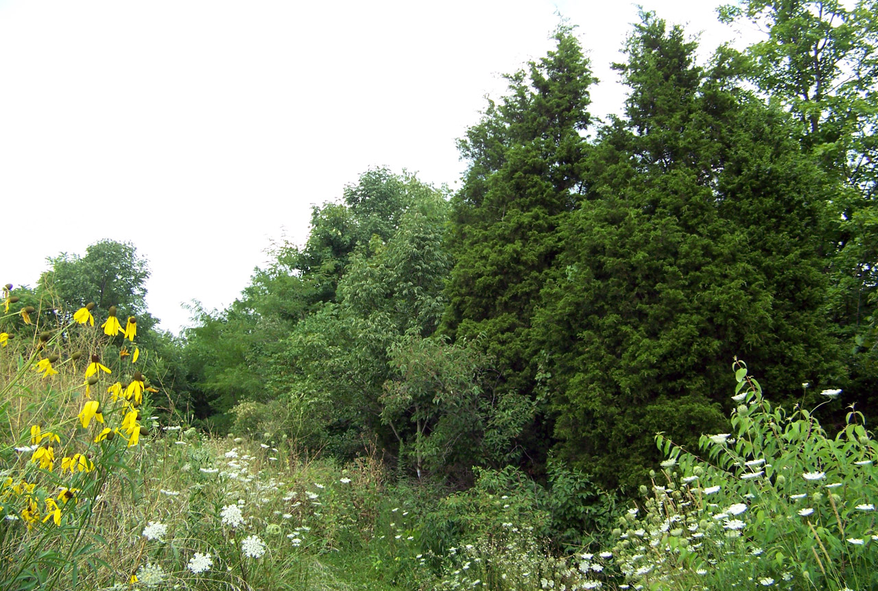 wildflowers flowers summer free photo