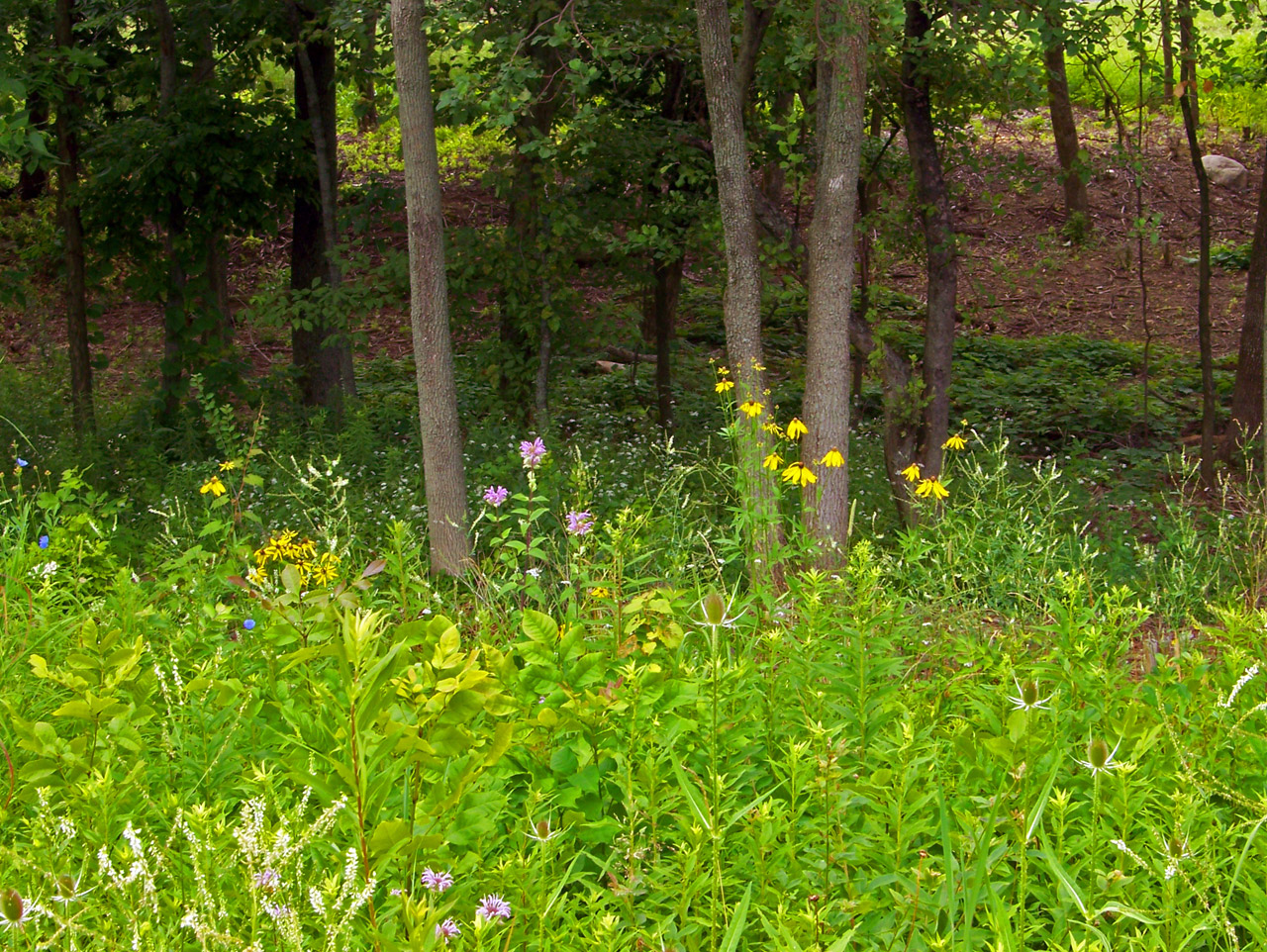 wildflowers weeds woods free photo