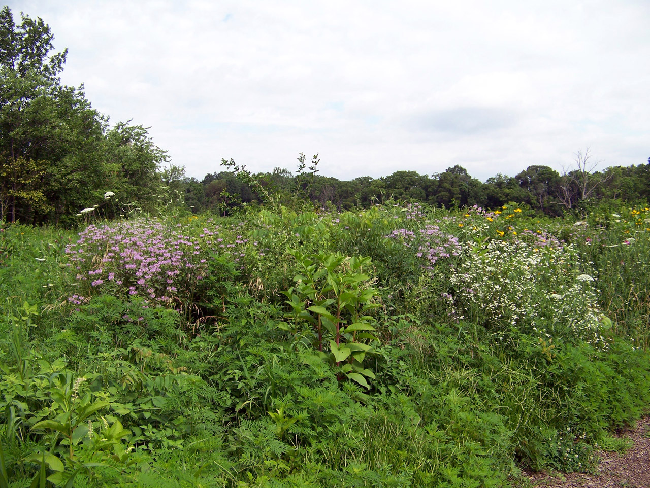 wildflowers flowers summer free photo