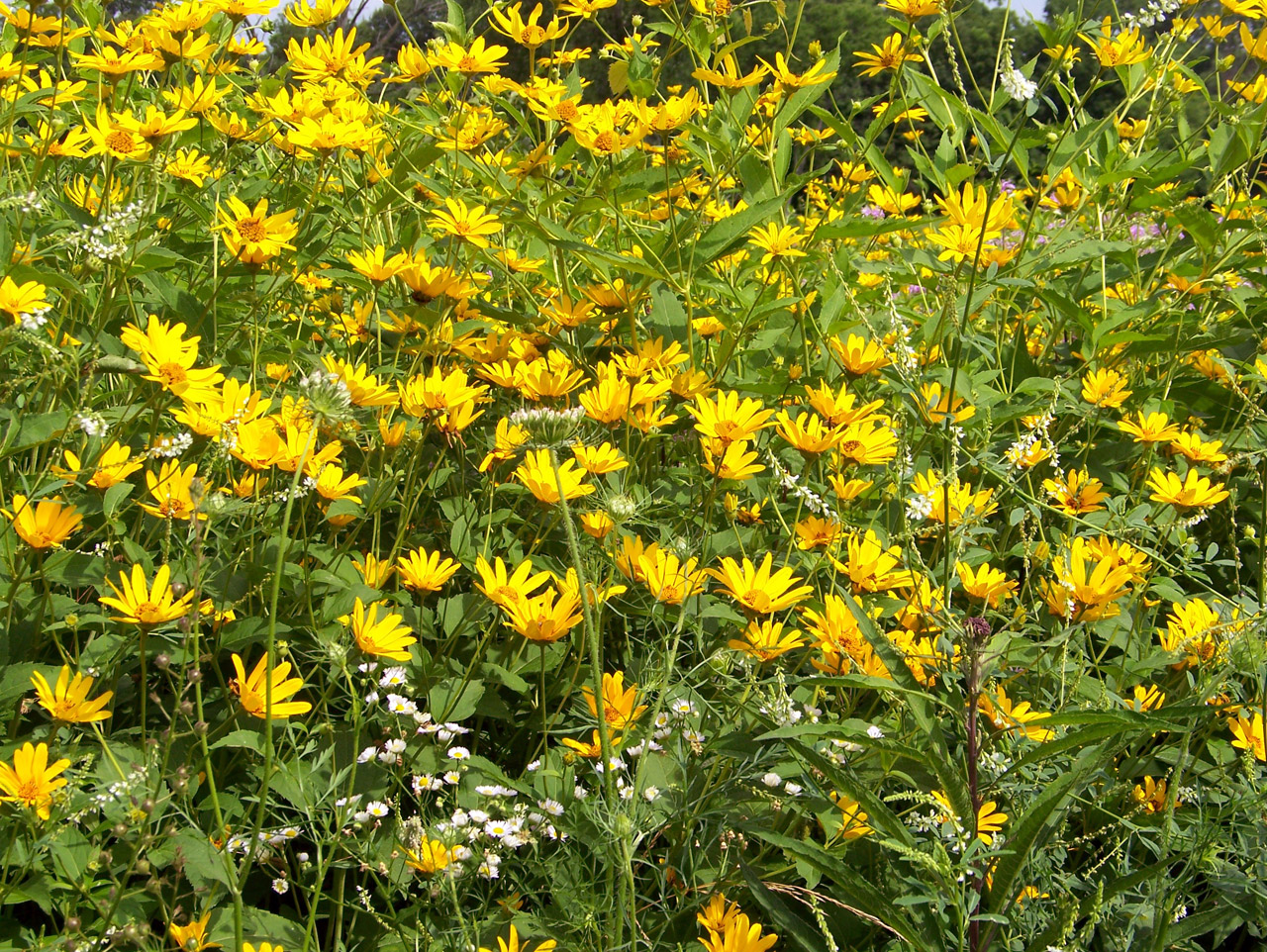 wildflowers flowers summer free photo