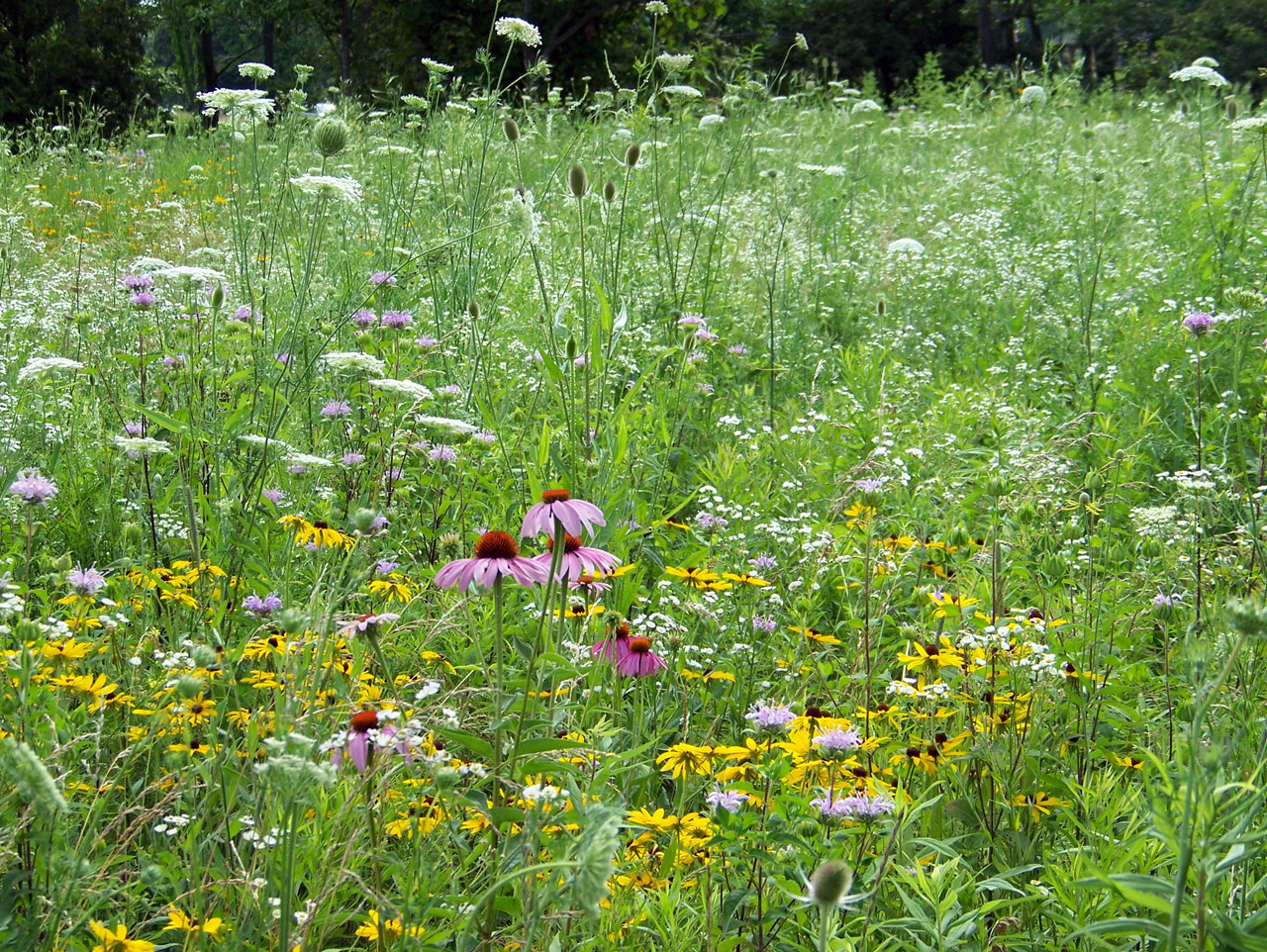 wildflowers flowers summer free photo