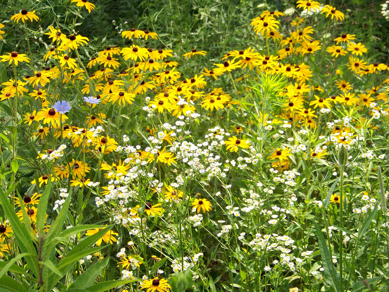wildflowers flowers summer free photo