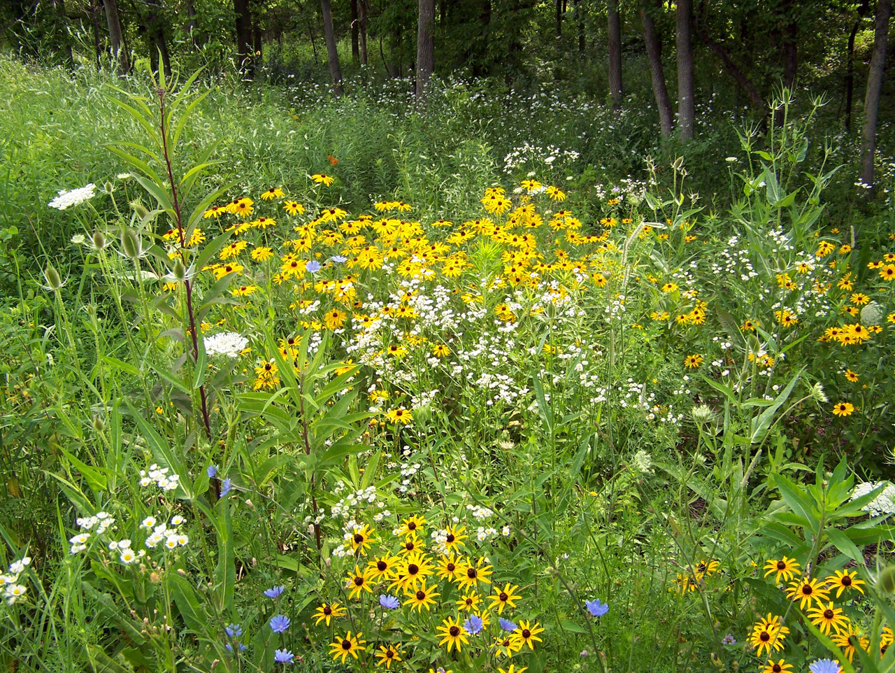 wildflowers flowers summer free photo