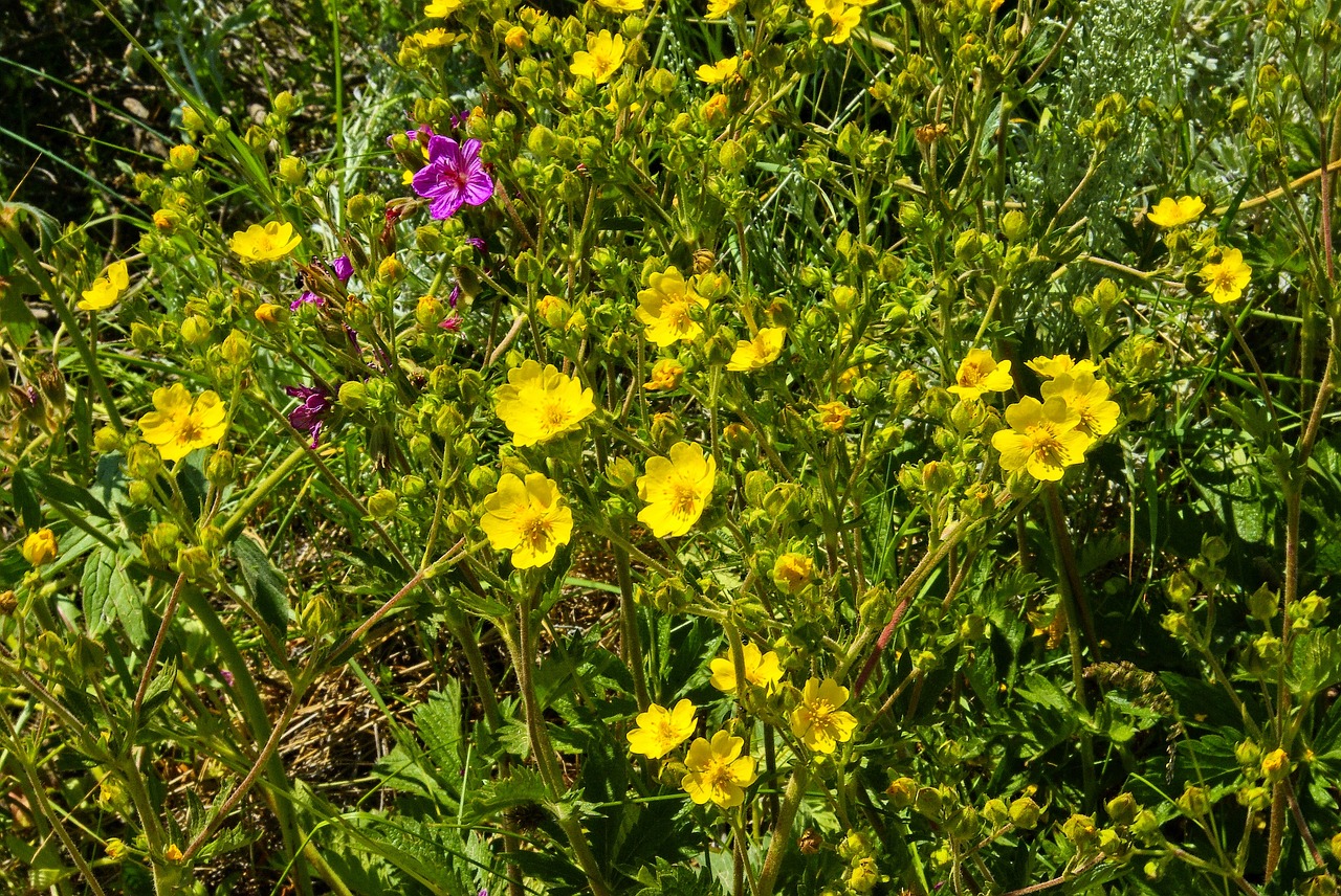 wildflowers on lemhi pass  wildflowers  wild free photo