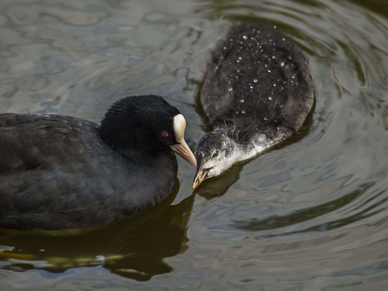 wildfowl coot baby free photo