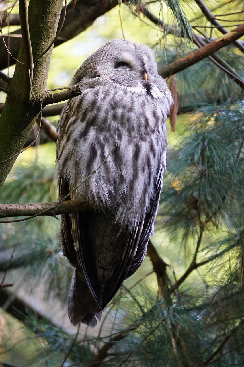 wildkauz owl plumage free photo