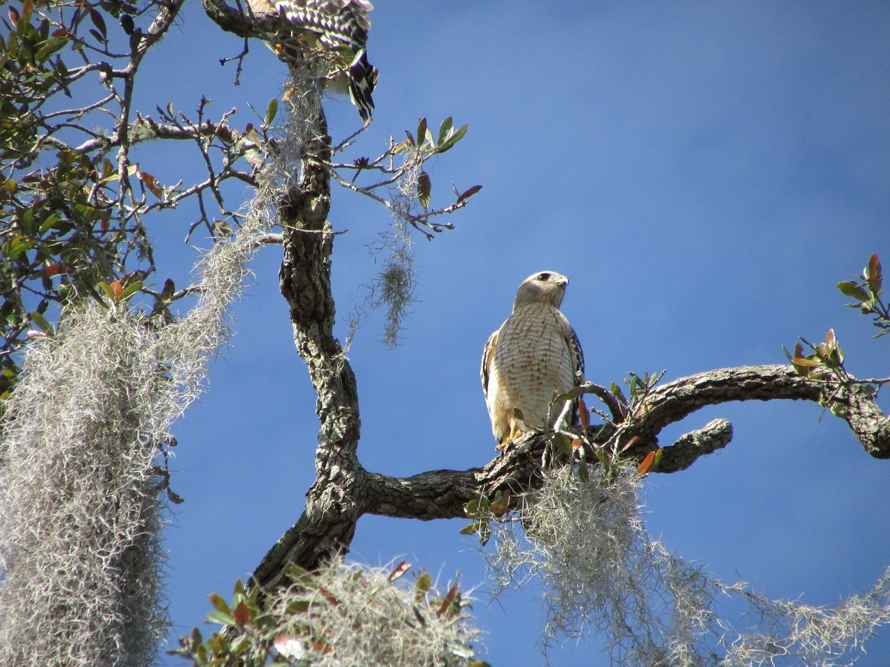 wildlife bird florida free photo