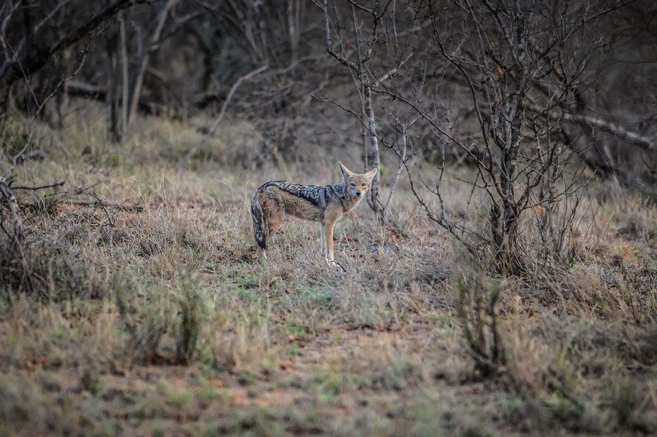 wildlife deer mammal free photo