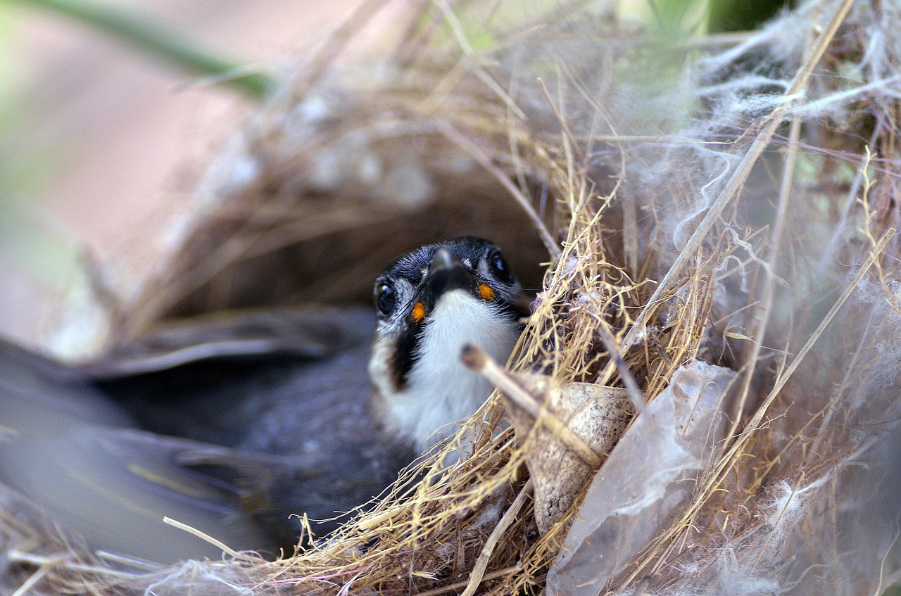 wildlife bird nest free photo