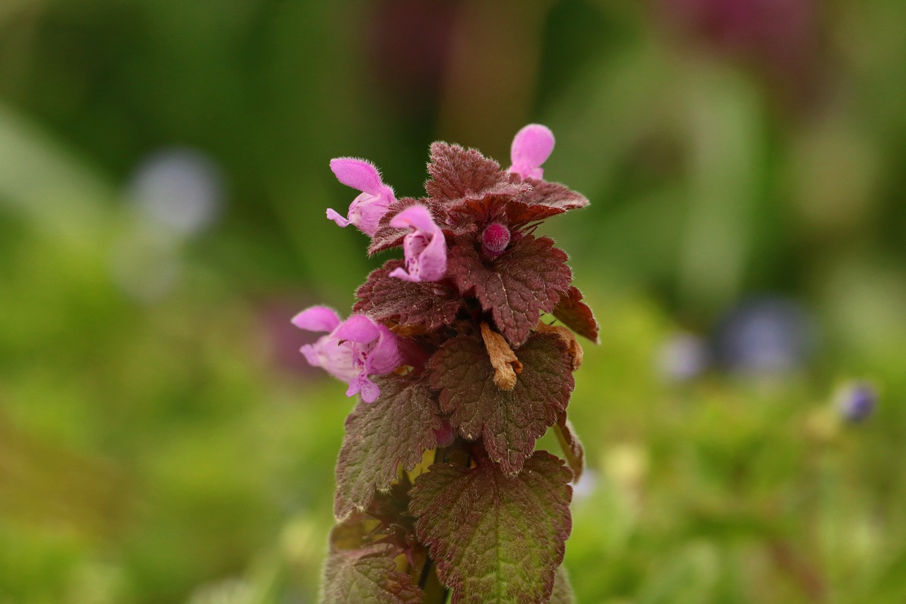 wildlife nature flower free photo