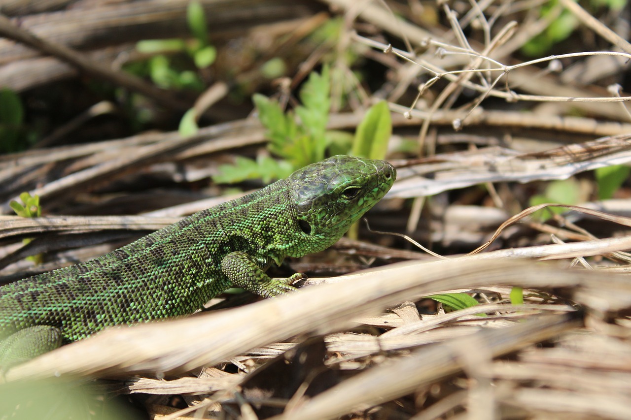 wildlife lizard krupnyj plan free photo