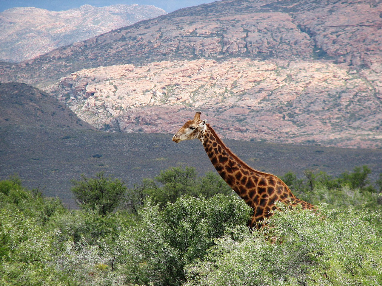 wildlife reserve africa free photo