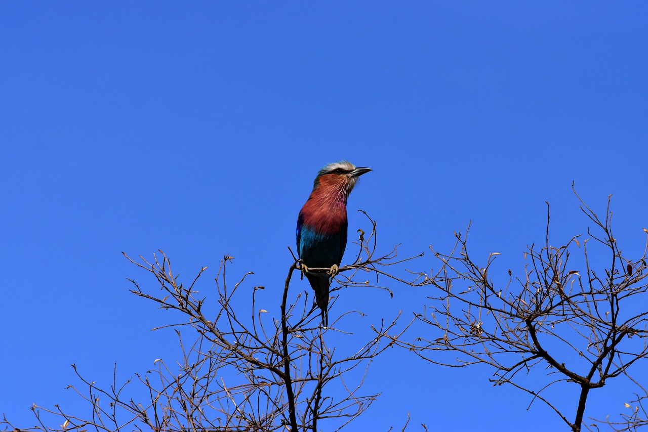 wildlife birds jungle free photo