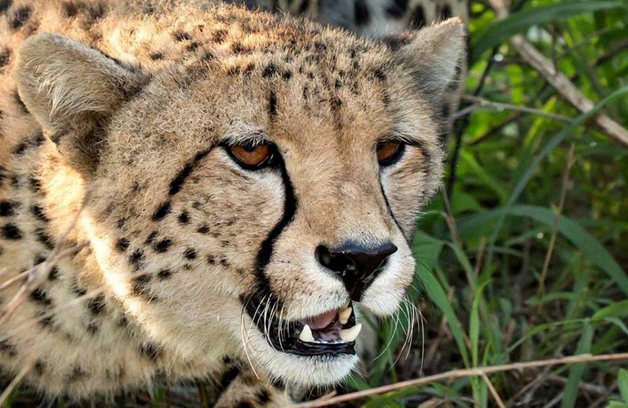 wildlife cheetah africa free photo