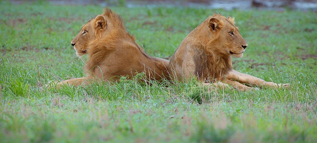 wildlife lion african free photo