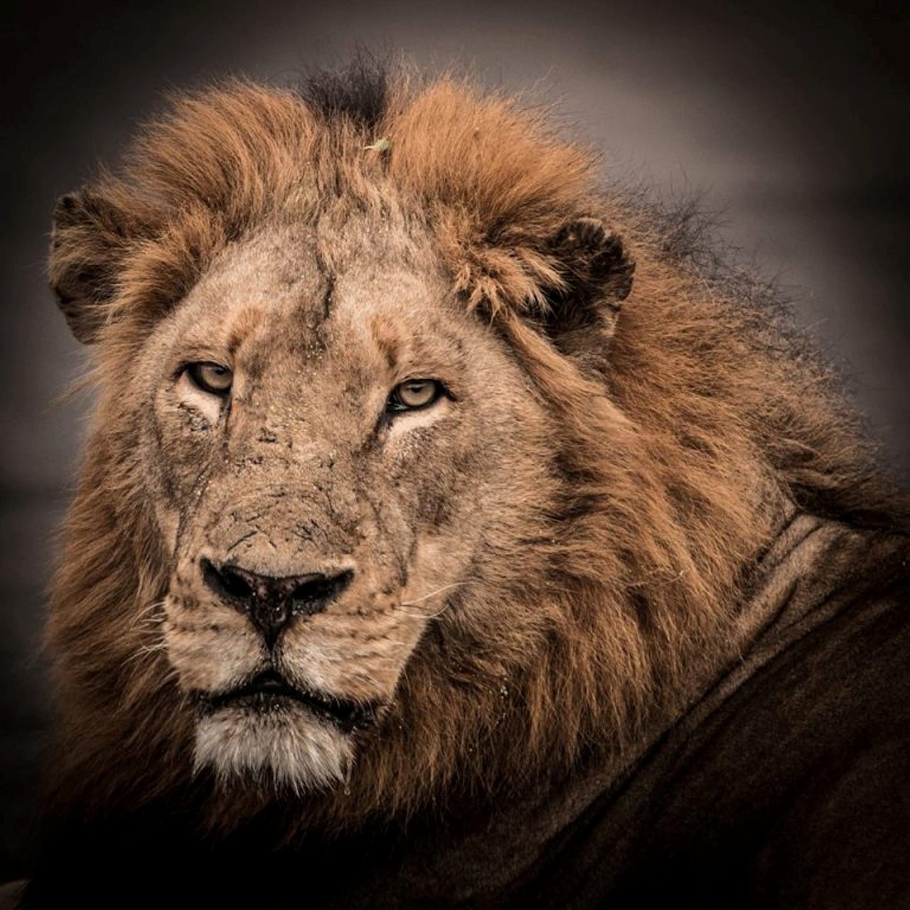 wildlife lion male free photo