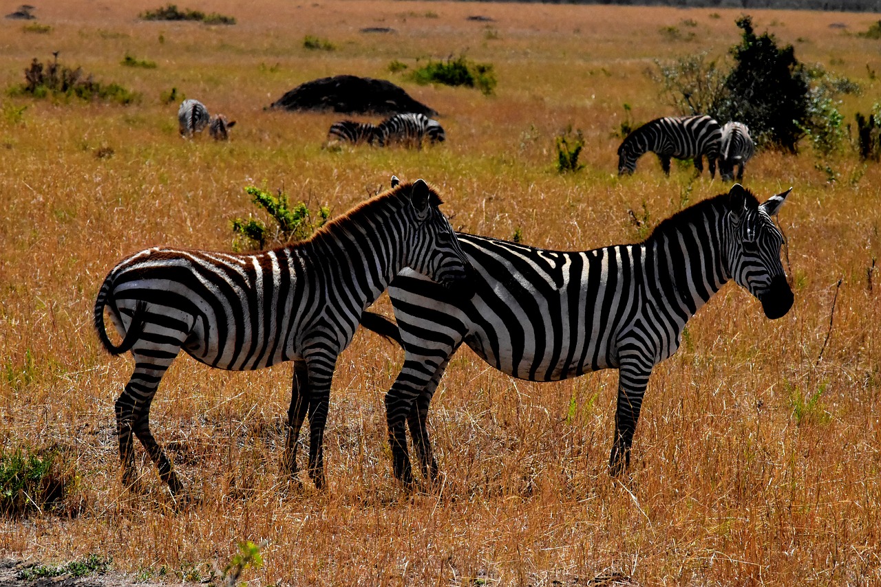 wildlife africa tanzania free photo