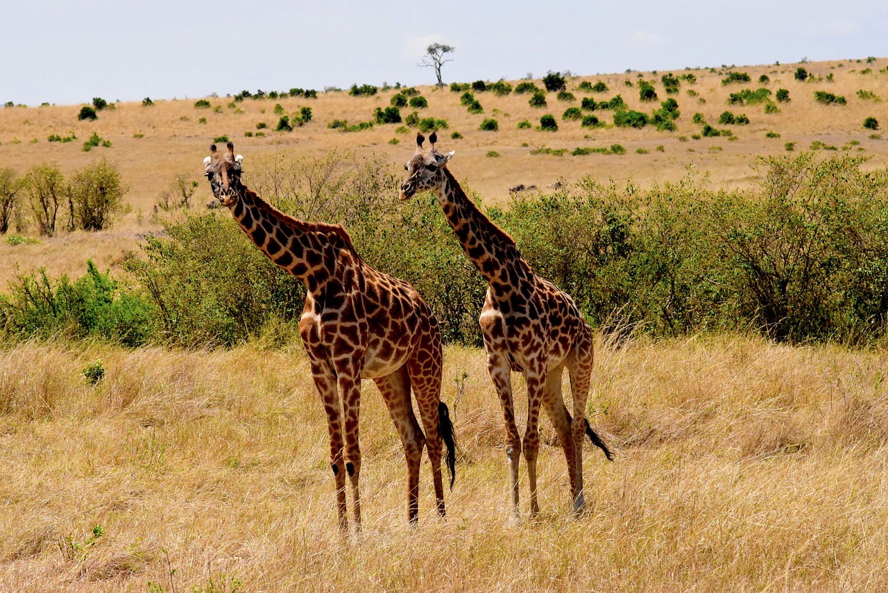 wildlife africa tanzania free photo
