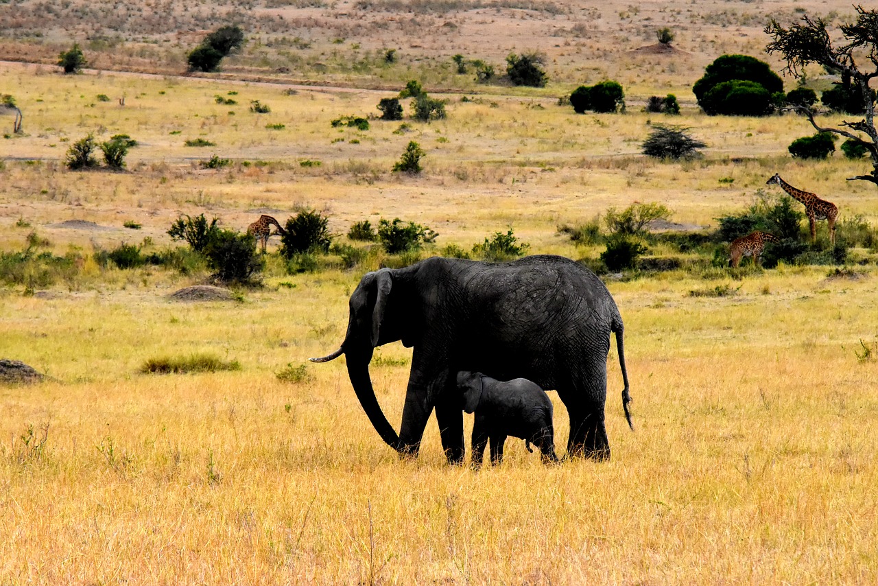 wildlife africa tanzania free photo