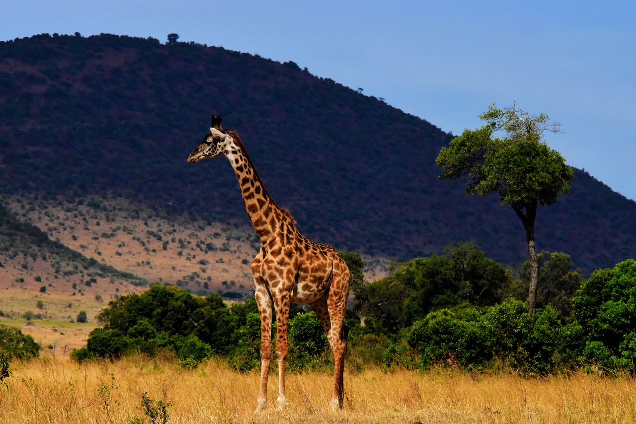 wildlife africa tanzania free photo