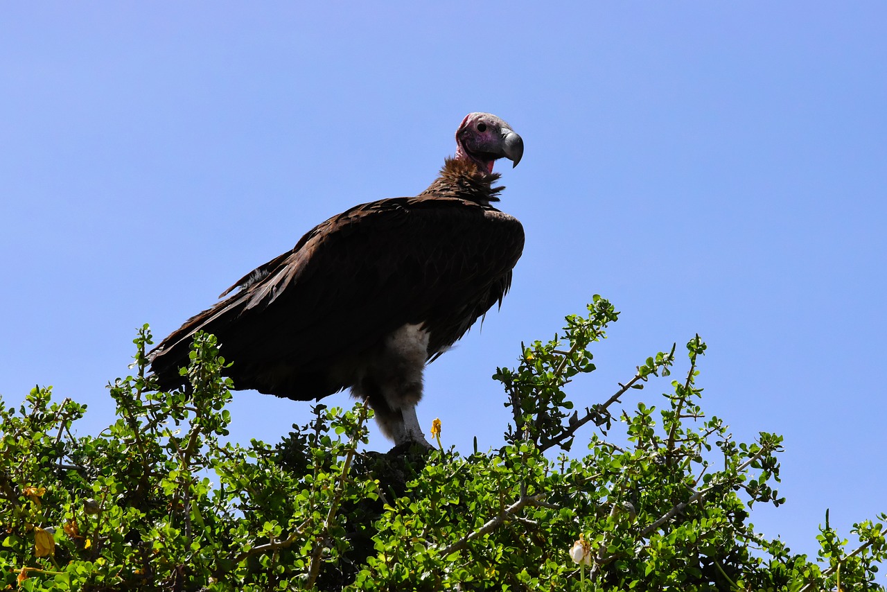 wildlife africa tanzania free photo