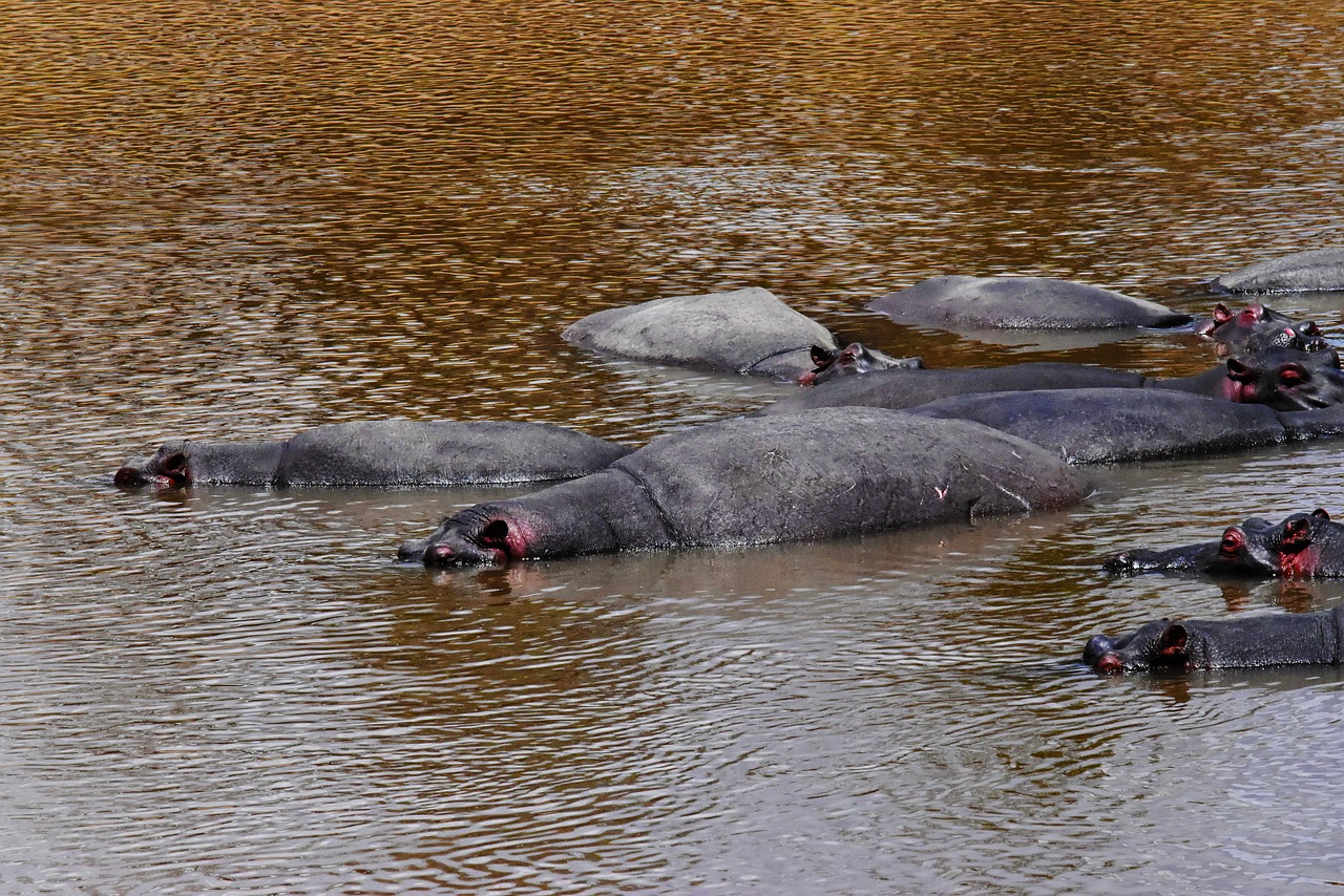 wildlife tanzania africa free photo