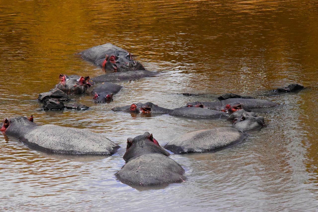 wildlife tanzania africa free photo