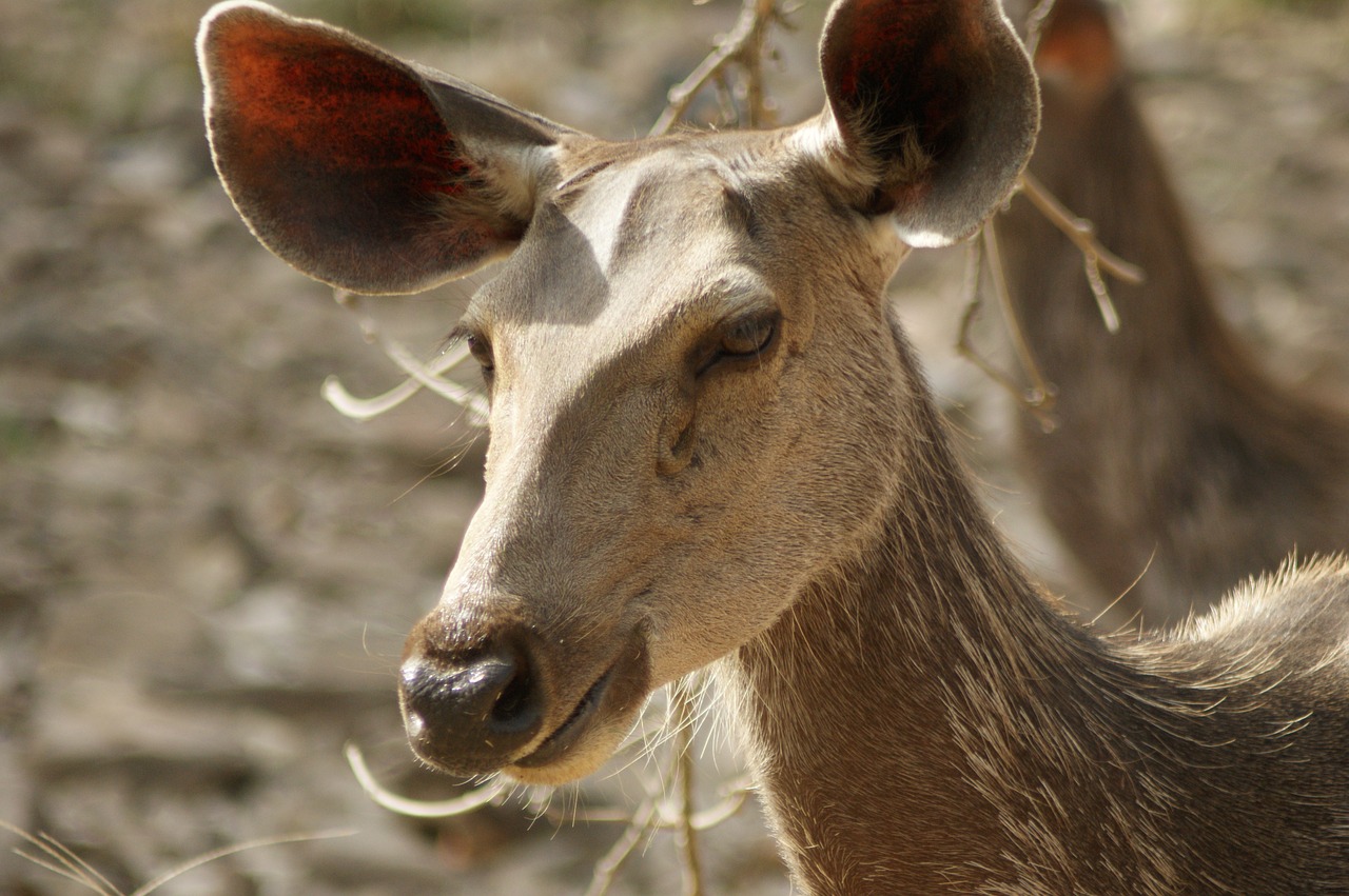 wildlife india ranthambore national park free photo