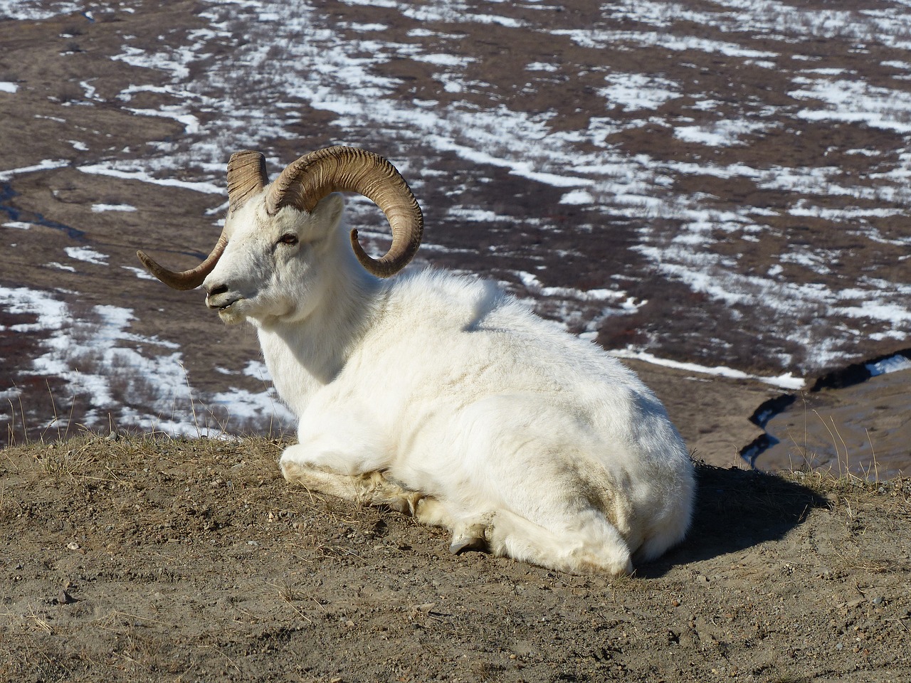 wildlife sheep alaska free photo