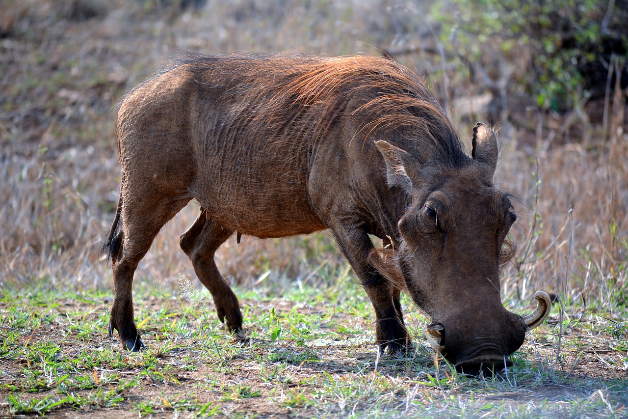warthog kruger park south africa free photo