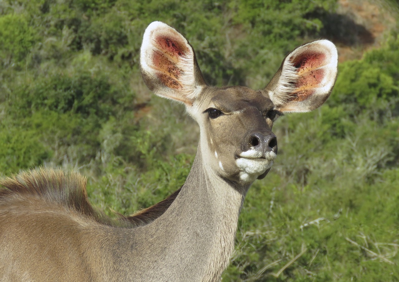 cape grysbok wildlife eastern cape free photo