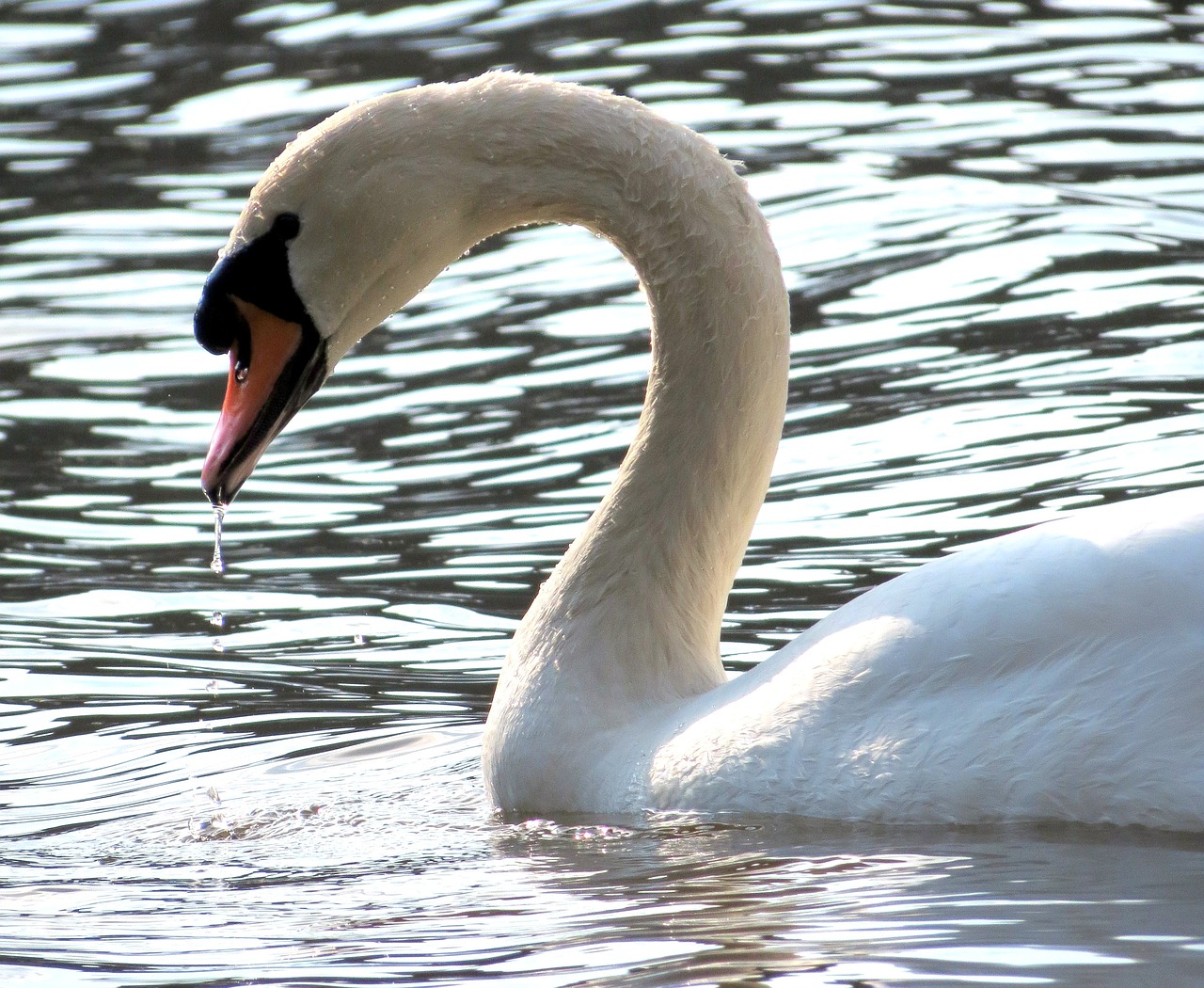 wildlife nature bird free photo