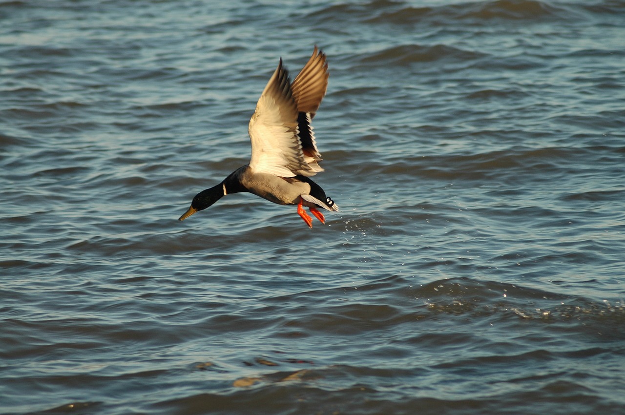 wildlife bird water free photo